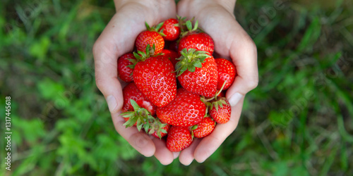 Photos Strawberry fruit in the garden, harvest time - picking
