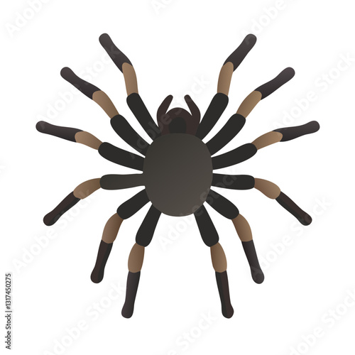 Black tarantula spider illustration