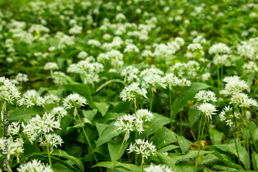 A dense field of wild garlic (Allium ursinum) in full bloom, with delicate white flowers and lush green leaves. A dense field of wild garlic (Allium ursinum) in full bloom, with delicate white flowers and lush green leaves.