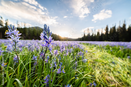 Purple Flowers In Meadow With Trail