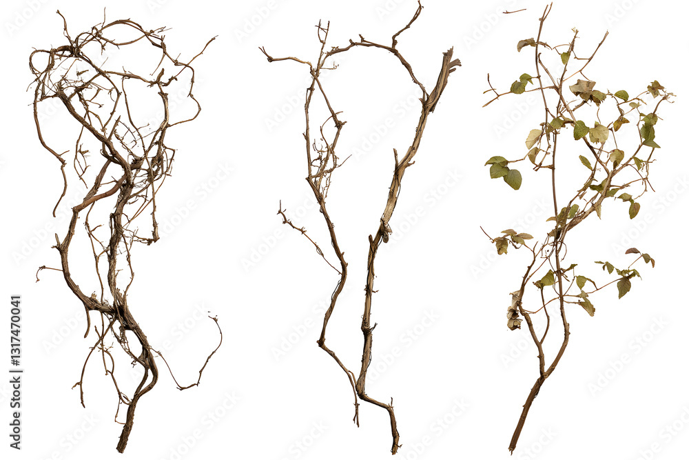 Obraz premium Set wild dry liana jungle vine isolated on white or transparent background, clipping path