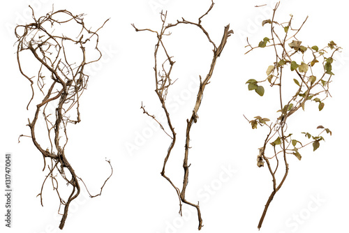Fototapeta Naklejka Na Ścianę i Meble -  Set wild dry liana jungle vine isolated on white or transparent background, clipping path