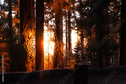 sunset in the forest