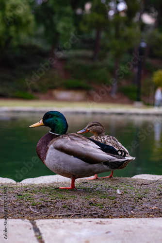 two ducks along the water
