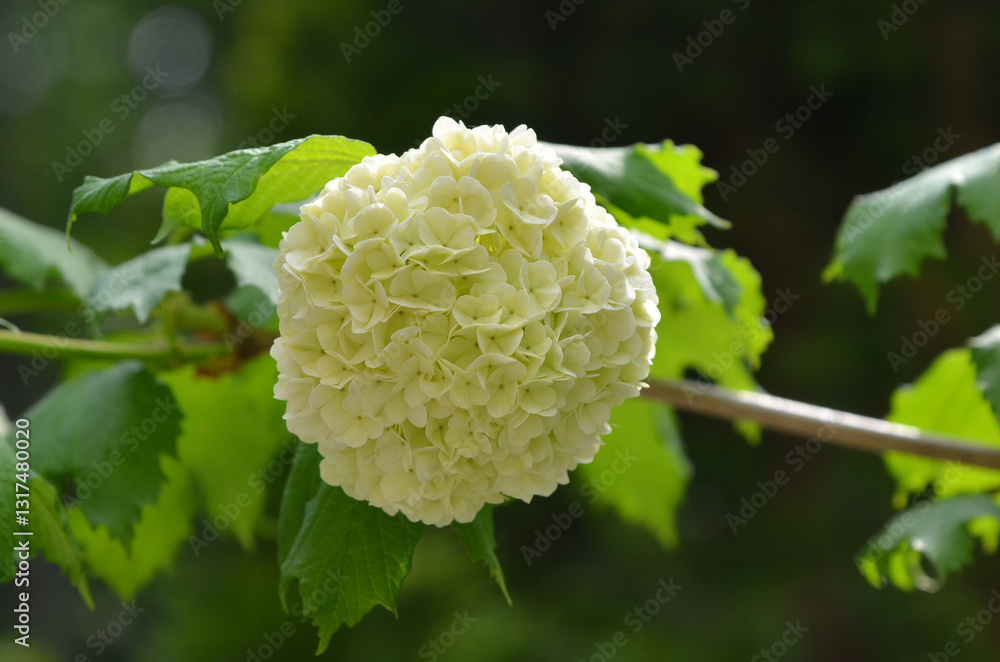 Branch with cream-white ball and green leaves of spring blooming Viburnum Opulus bush . Closeup photo outdoors . Gardening concept. Free copy space. Branch with cream-white ball and green leaves of spring blooming Viburnum Opulus bush . Closeup photo outdoors . Gardening concept. Free copy space.