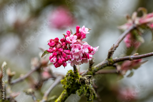 Photos Viburnum × bodnantense 'Dawn'