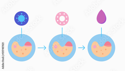 Skin Regeneration Process A stepbystep illustration of skin regeneration highlighting exosomes roles at each phase from damaged skin to revitalized appearance.