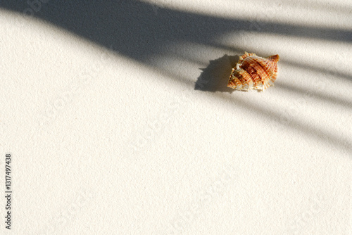 Seashell on clean sand of beach, Beach sand texture in summer sun.