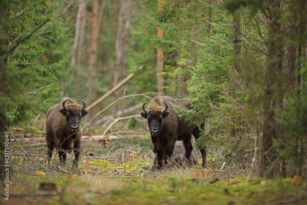 Żubr (Bos bonasus), wisent