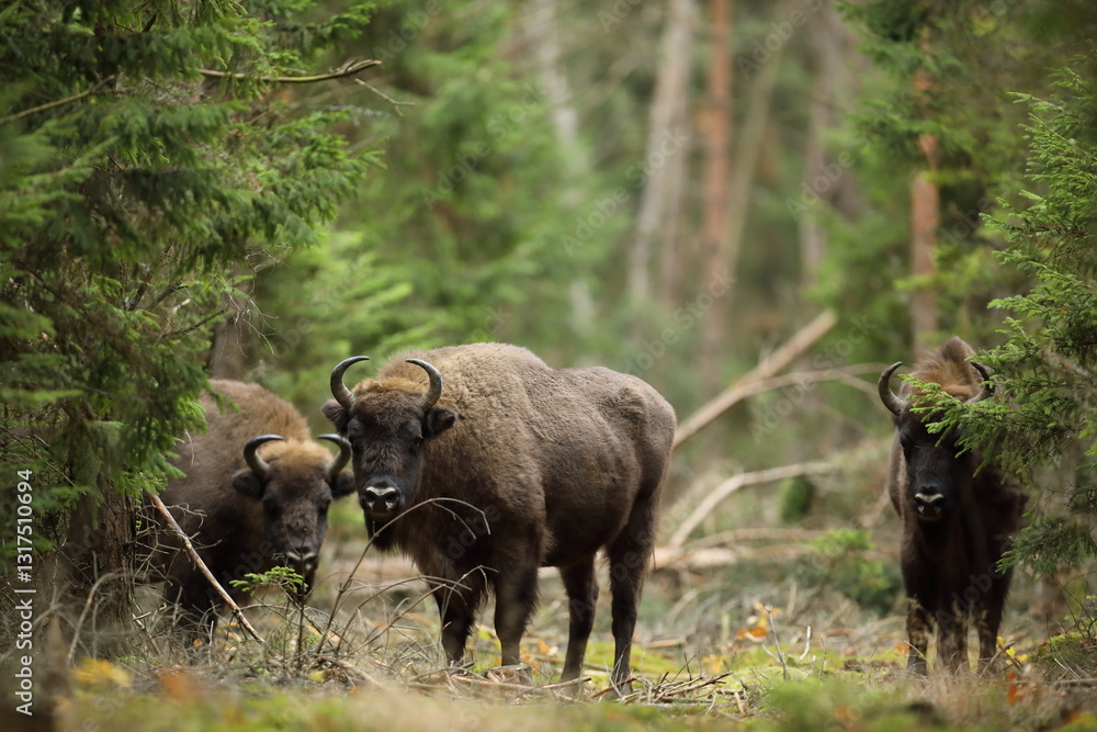 Żubr (Bos bonasus), wisent