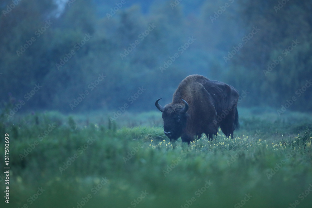 Żubr (Bos bonasus), wisent