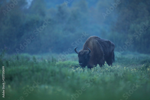 Obraz na płótnie Żubr (Bos bonasus), wisent w salonie