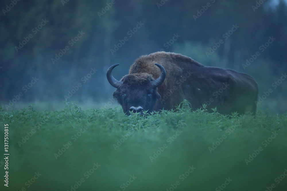 Żubr (Bos bonasus), wisent