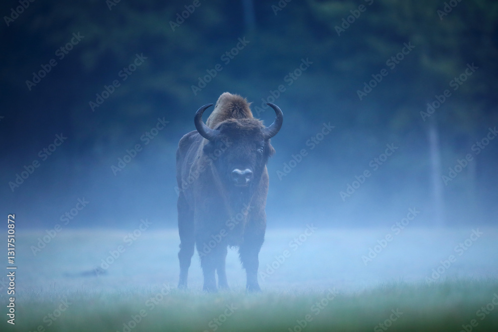Żubr (Bos bonasus), wisent