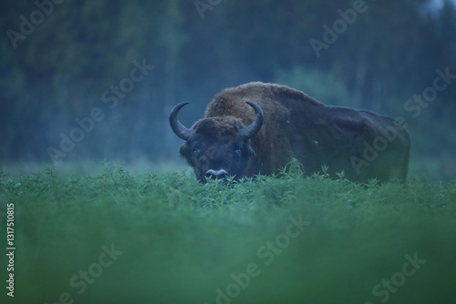 Obraz na płótnie Żubr (Bos bonasus), wisent w salonie