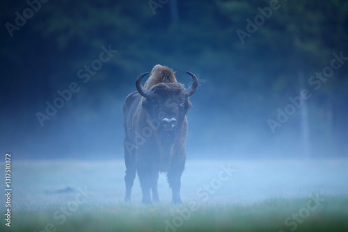 Obraz na płótnie Żubr (Bos bonasus), wisent w salonie