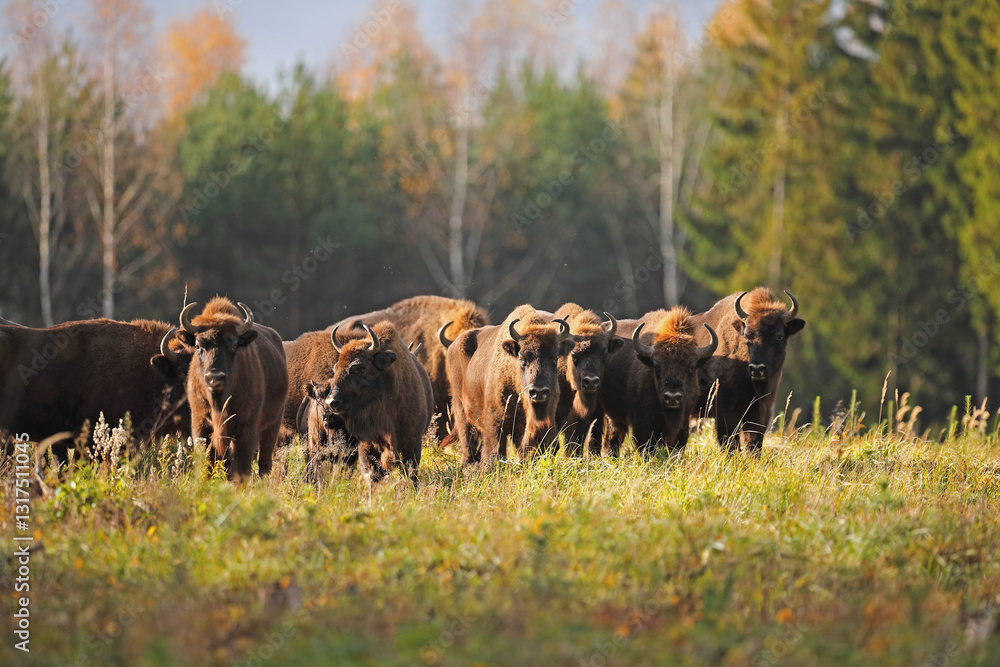 Żubr (Bos bonasus), wisent