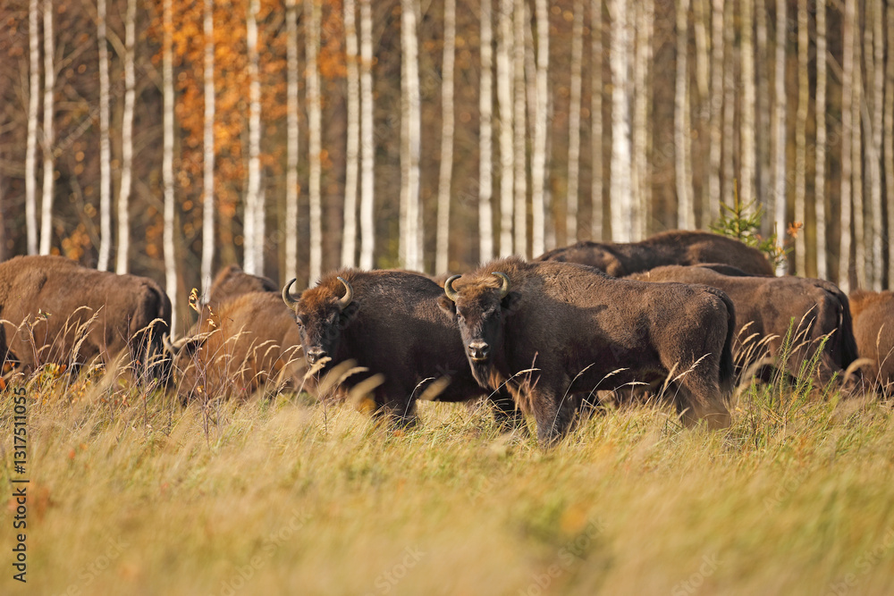 Żubr (Bos bonasus), wisent