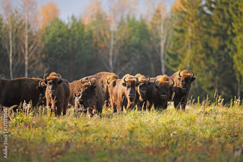 Obraz na płótnie Żubr (Bos bonasus), wisent w salonie