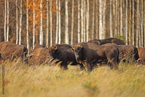 Obraz na płótnie Żubr (Bos bonasus), wisent w salonie