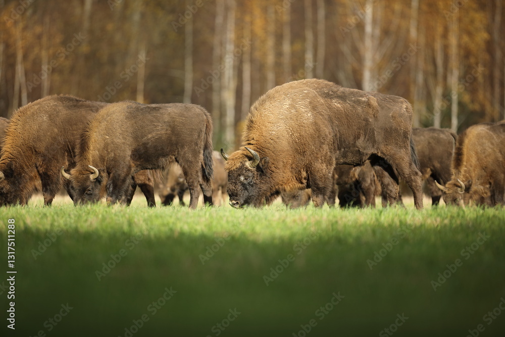 Żubr (Bos bonasus), wisent