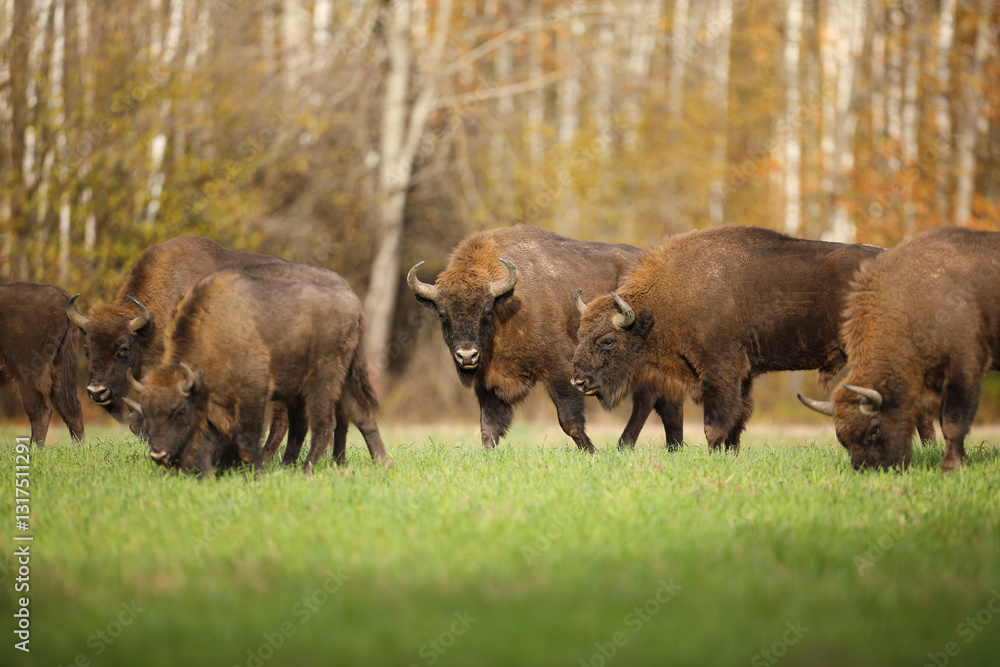 Żubr (Bos bonasus), wisent