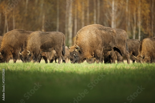Obraz na płótnie Żubr (Bos bonasus), wisent w salonie