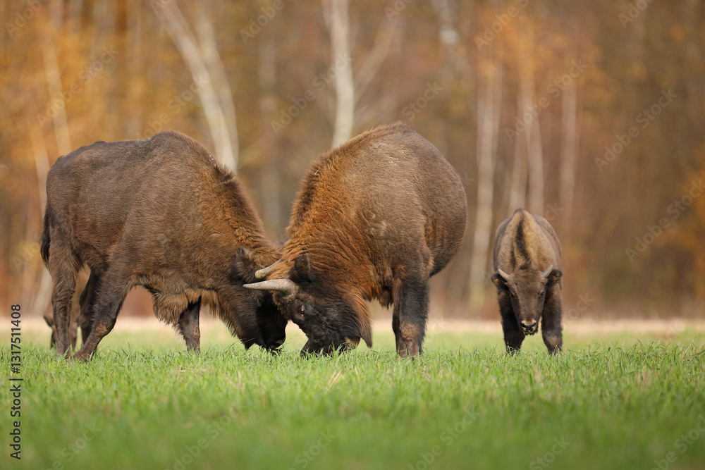 Żubr (Bos bonasus), wisent