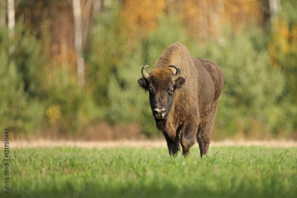 Żubr (Bos bonasus), wisent