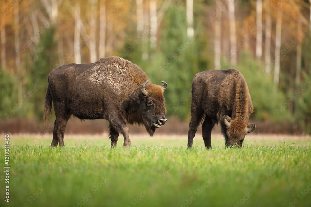 Żubr (Bos bonasus), wisent