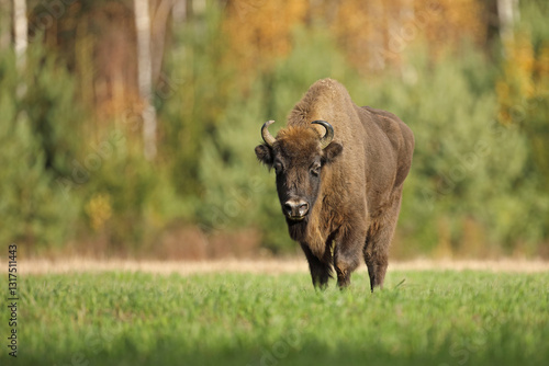 Żubr (Bos bonasus), wisent