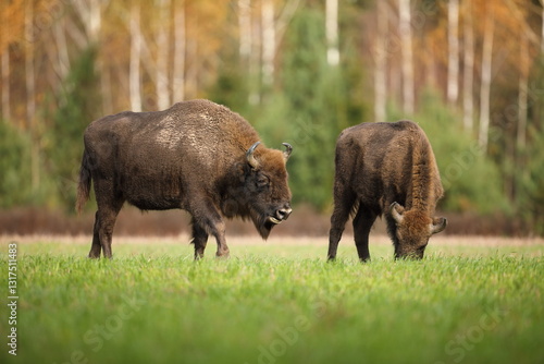 Obraz na płótnie Żubr (Bos bonasus), wisent w salonie
