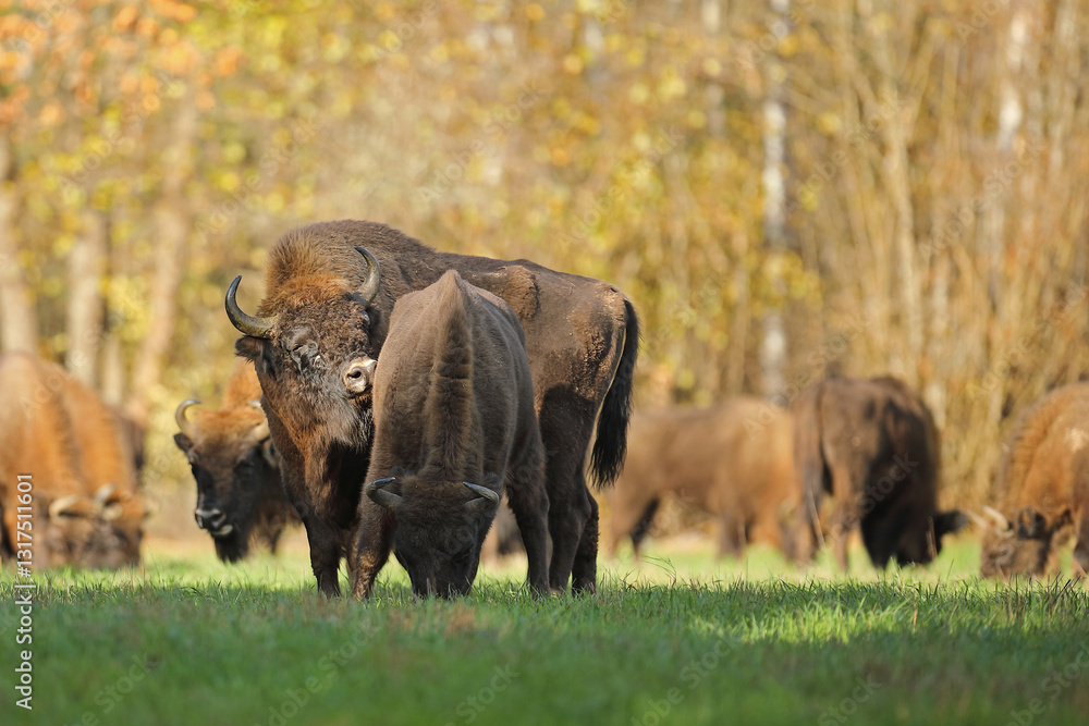 Żubr (Bos bonasus), wisent