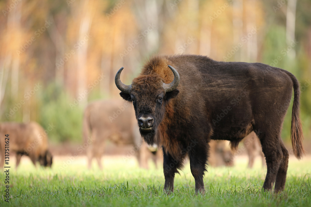 Żubr (Bos bonasus), wisent