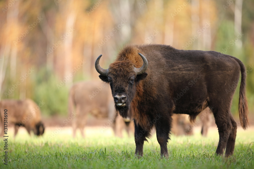 Żubr (Bos bonasus), wisent