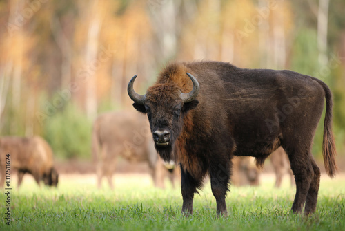 Obraz na płótnie Żubr (Bos bonasus), wisent w salonie