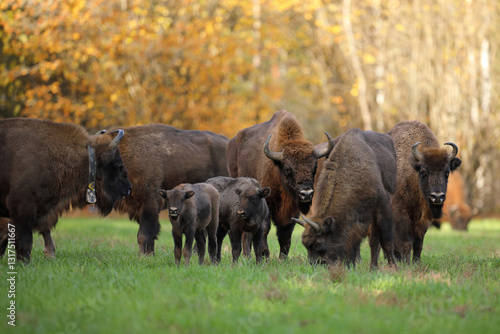 Żubr (Bos bonasus), wisent