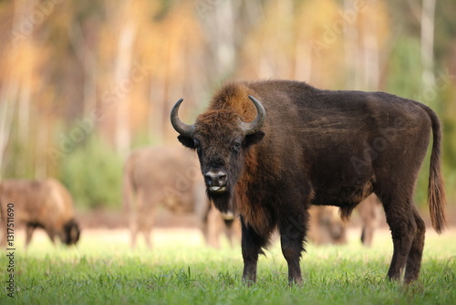 Obraz na płótnie Żubr (Bos bonasus), wisent w salonie