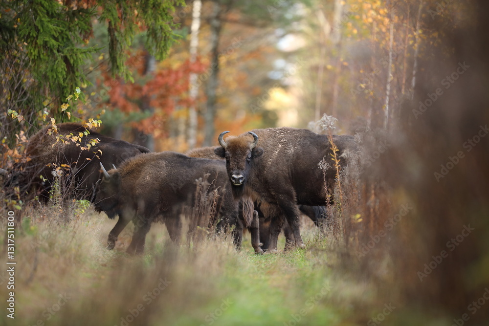 Żubr (Bos bonasus), wisent