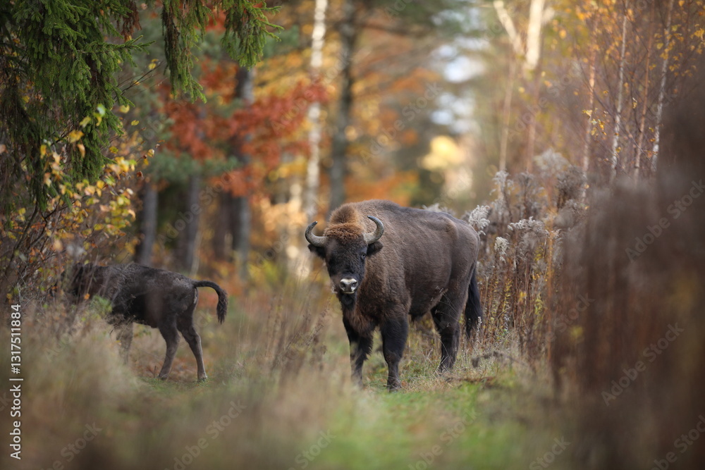 Żubr (Bos bonasus), wisent