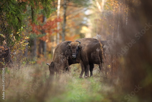 Obraz na płótnie Żubr (Bos bonasus), wisent w salonie