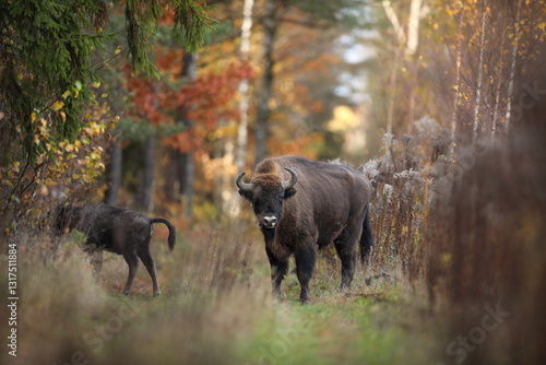 Obraz na płótnie Żubr (Bos bonasus), wisent w salonie