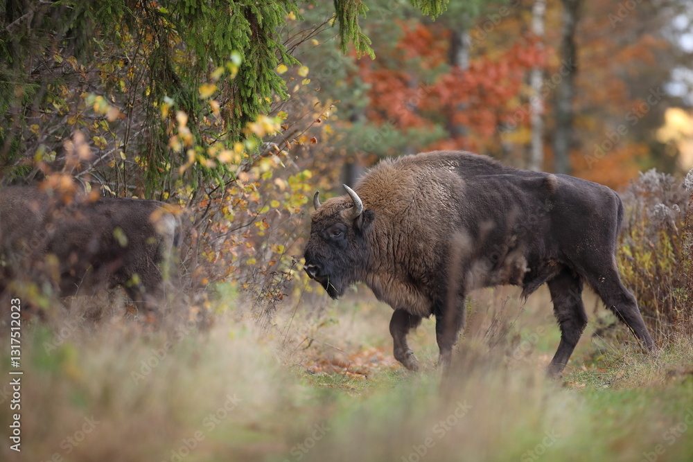 Żubr (Bos bonasus), wisent