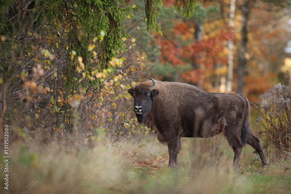 Żubr (Bos bonasus), wisent