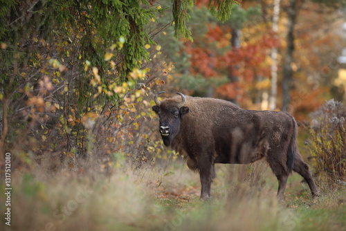 Obraz na płótnie Żubr (Bos bonasus), wisent w salonie