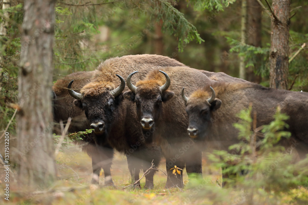 Żubr (Bos bonasus), wisent
