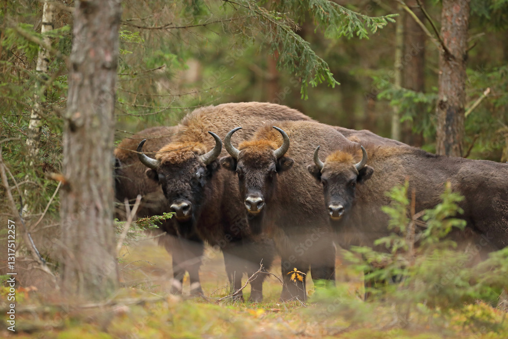 Żubr (Bos bonasus), wisent