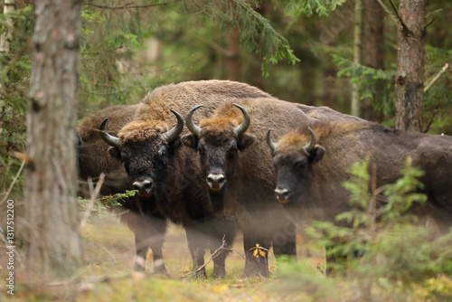 Obraz na płótnie Żubr (Bos bonasus), wisent w salonie