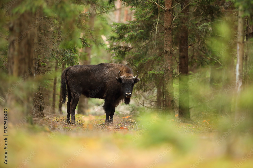 Żubr (Bos bonasus), wisent