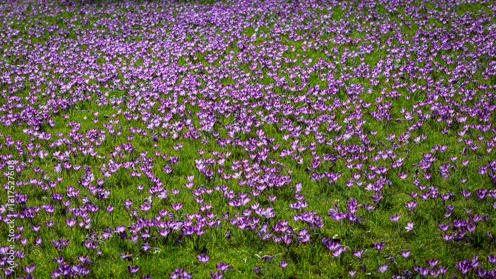 Tableau sur toile Crocus Lawn at Wallington, Northumberland